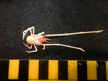 Media type: image;   Invertebrate Zoology 151039